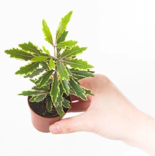 بليراندرا إليجانتيسيما "بيانكا" - Plerandra elegantissima 'Bianca'