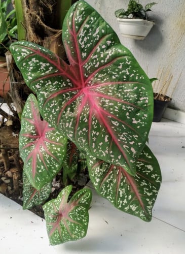 Caladium bicolor - كلاديوم بيكلور