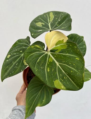 Philodendron Gloriosum Variegated – فيلوديندرون جلوريوسوم فرقيتد