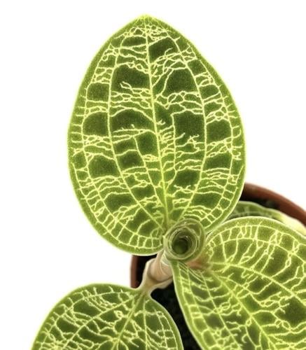 Macodes Petola - Jewel Orchid