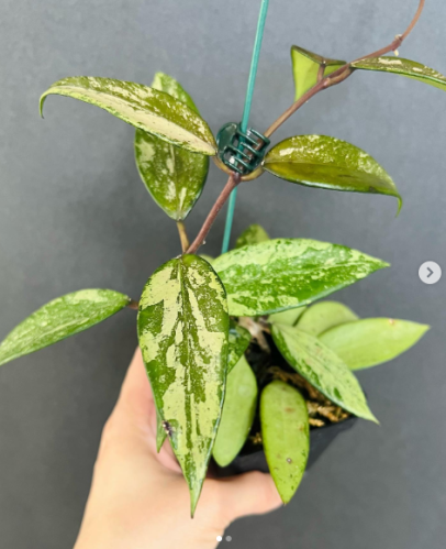 Hoya Cui Snow  –   هويا كوي سنو