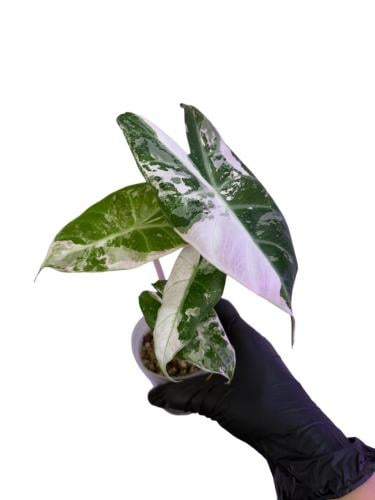 Alocasia Pink Dragon Pink Variegated – ألوكاسيا بينك دراجون بينك فرقيتد