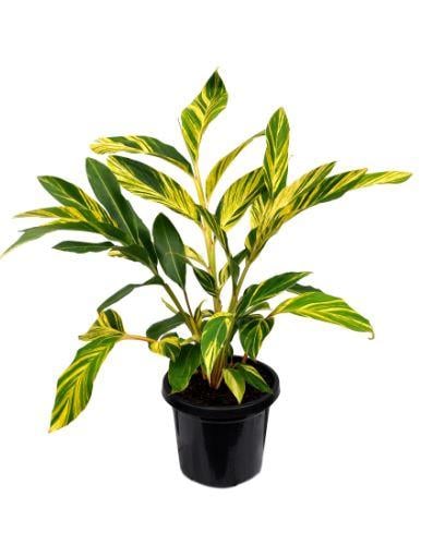Alpinia zerumbet Variegated - ألبينيا زيرومبيت فرقيتد