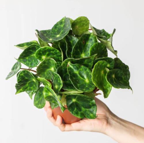 Begonia kingiana Starter- بيجونيا كينغيانا