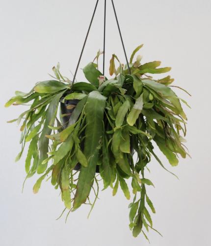 Pseudorhipsalis ramulosa ‘Red Coral’ – بسودو ريبساليس رامولوزا (المرجان الأحمر)