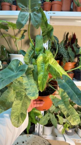 Philodendron Paraiso Verde - فيلوديندرون بارايسو فيردي