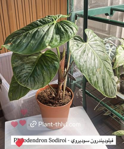 Philodendron Sodiroi - فيلوديندرون سوديروي