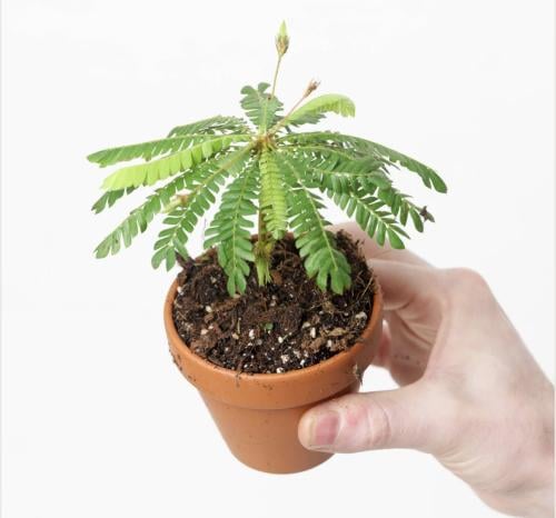 Biophytum sensitivum