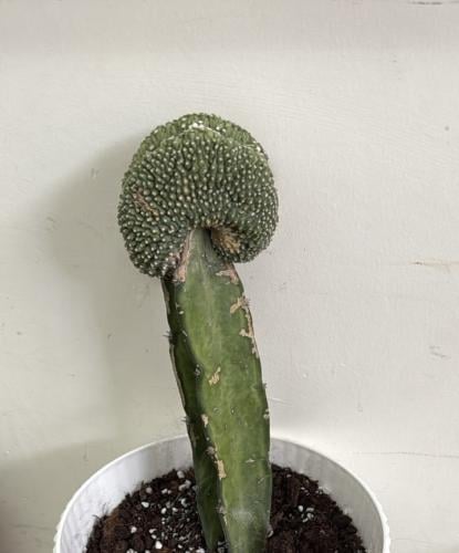 ‏Myrtillocactus geometrizans f. cristata،