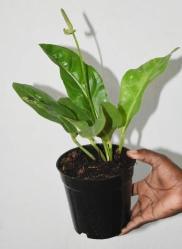 Anthurium Hookeri - أنثوريوم هوكري