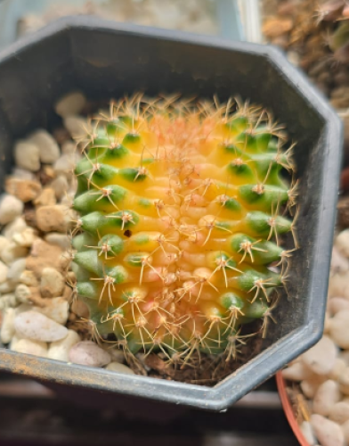 Gymnocalycium mihanovichii variegata cristata