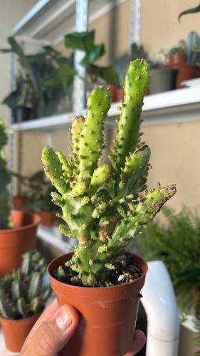 Opuntia monacantha ‘Variegata Monstruosa’ – أوبونت...