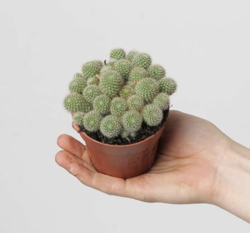 Rebutia fabrisii - ربيوتيا فابريسيي