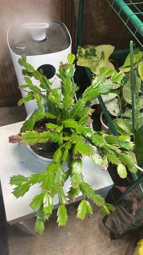 Christmas Cactus - صبار الميلاد