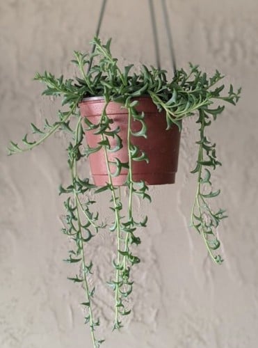 Senecio Hippogriff - سينيسيو هيبوغريف