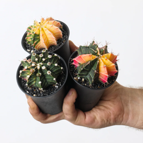 Gymnocalycium Mihanovichii Variegated