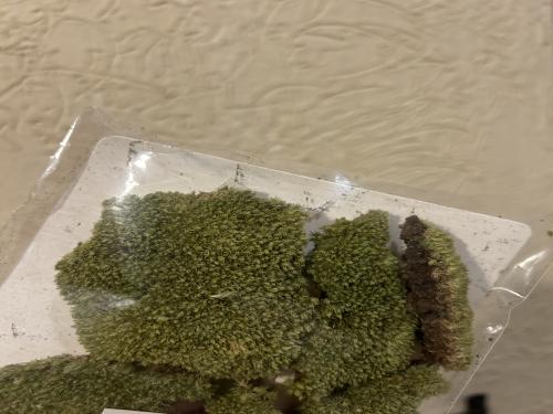 Dried natural moss - موس طبيعي مجفف