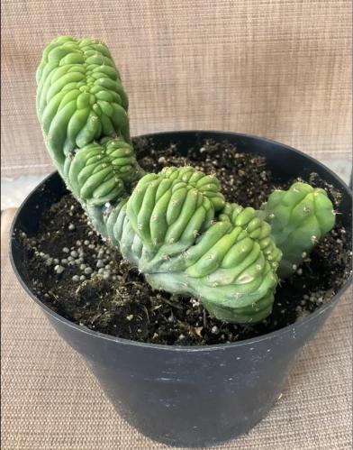 Myrtillocactus geometrizans f. cristata