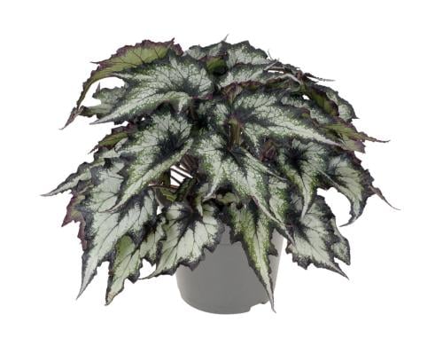 Begonia Green Valley - بيجونيا الوادي الأخضر