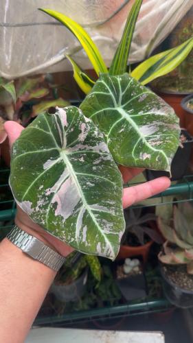 Alocasia Black Velvet Pink Variegated- الوكاسيا بلاك فلفت بينك فرقيتد