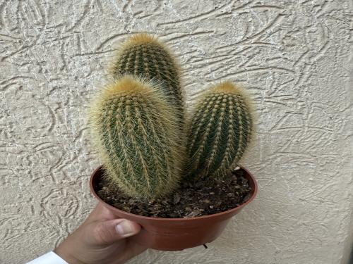 Vatricania Guentheri -فاتريكانيا غوينثيري