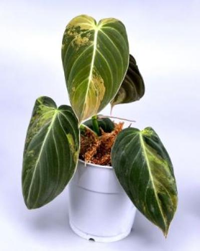 Philodendron Melanochrysum Variegated