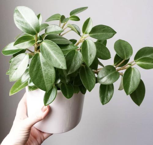 Peperomia orba ‘Pixie’ – بيبروميا أوربا بيكسي
