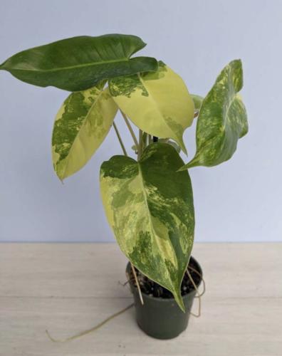 Phillondron Burlemarx Albo