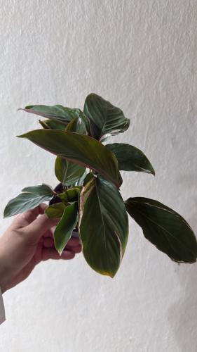 مارانتا أرونديناسيا فرقيتد – Maranta Arundinacea Variegata �