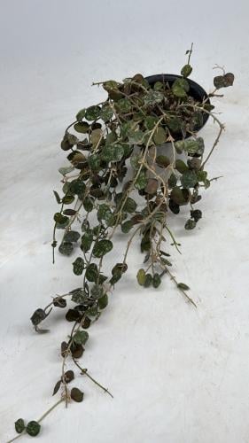 Hoya Curtisii - هويا كورتيسي