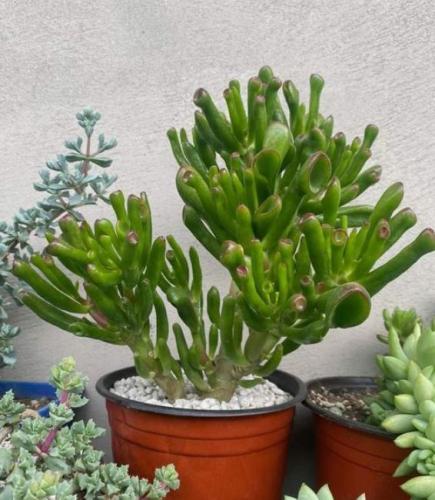 Crassula Ovata Gollum - كارسولا اوفتا جلوم