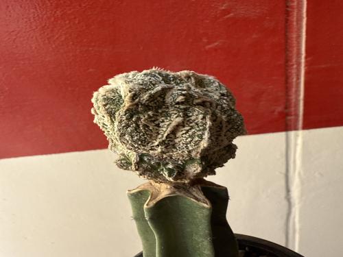 Astrophytum myriostigma cv. Onzuka Hakuun