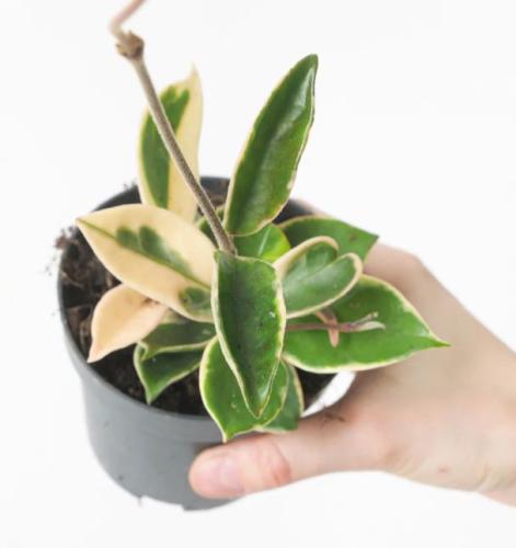 Hoya carnosa albomarginata - هويا كارنوسا البومارجيناتا