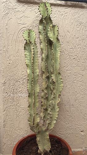 ‏Euphorbia Ammak Variegated