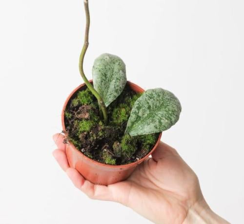 Hoya Waymaniae Kapuas  - هويا وايمانيا كابواس