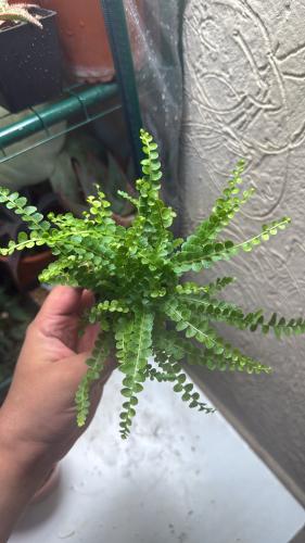 Lemon Button Fern – سرخس الليمون القُرصي