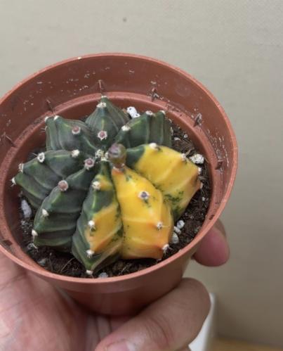 Gymnocalycium mihanovichii var. yellow