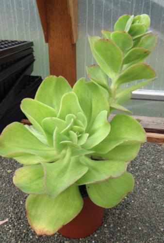 Echeveria pallida – إشيفيريا باليدا