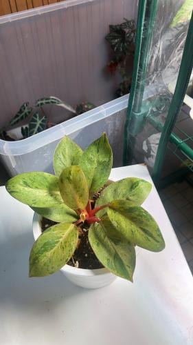 فيلوديندرون الكونغو الأحمر مينت - Philodendron Red...