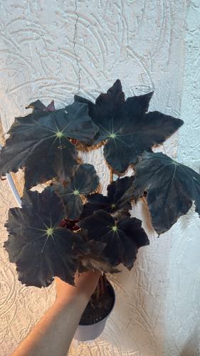 Begonia Black Mamba – بيجونيا بلاك مامبا