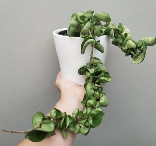 Hoya Carnosa Compacta - هويا كارنوسا كومباكتا