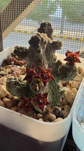 Pseudolithos migiurtinus – الحجر الزائف من ميغيورتينا