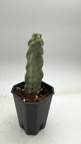 Lophocereus schotti forma mostruosa minor