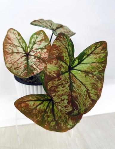 Caladium - كلاديوم