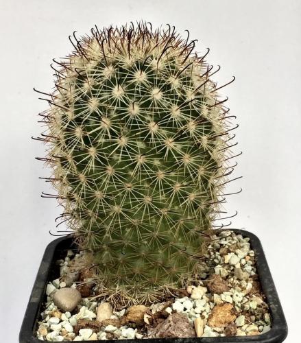 Mammillaria estebanensis - الماميلاريا إستيبانينسيس