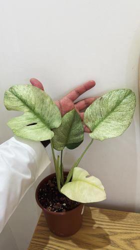 مونستيرا ديليسيوسا فول مينت فرقيند - Monstera Deliciosa Full Mint Variegated