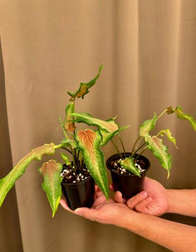 Caladium Pink Ruffles - كلاديوم بينك رافولس