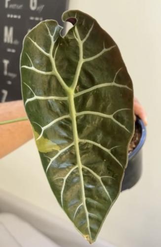 Alocasia Watsoniana Glossy Variegated - ألوكاسيا واتسونيانا جلوسي فرقيتد