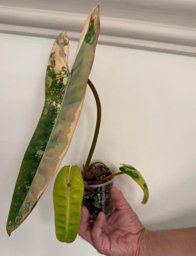 Philodendron Billietiae pink Variegated - فيلوديندرون بيليتيا بينك فرقيتد