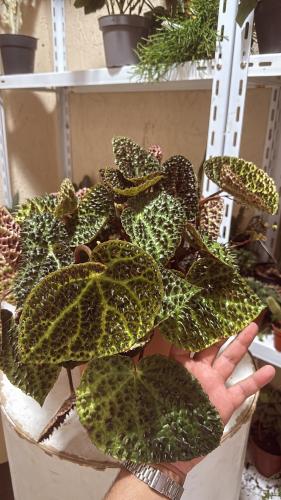 Begonia Leuves Ferox - بيجونيا ليوفيس فيروكس